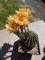 Preview: Echinopsis sonnengold